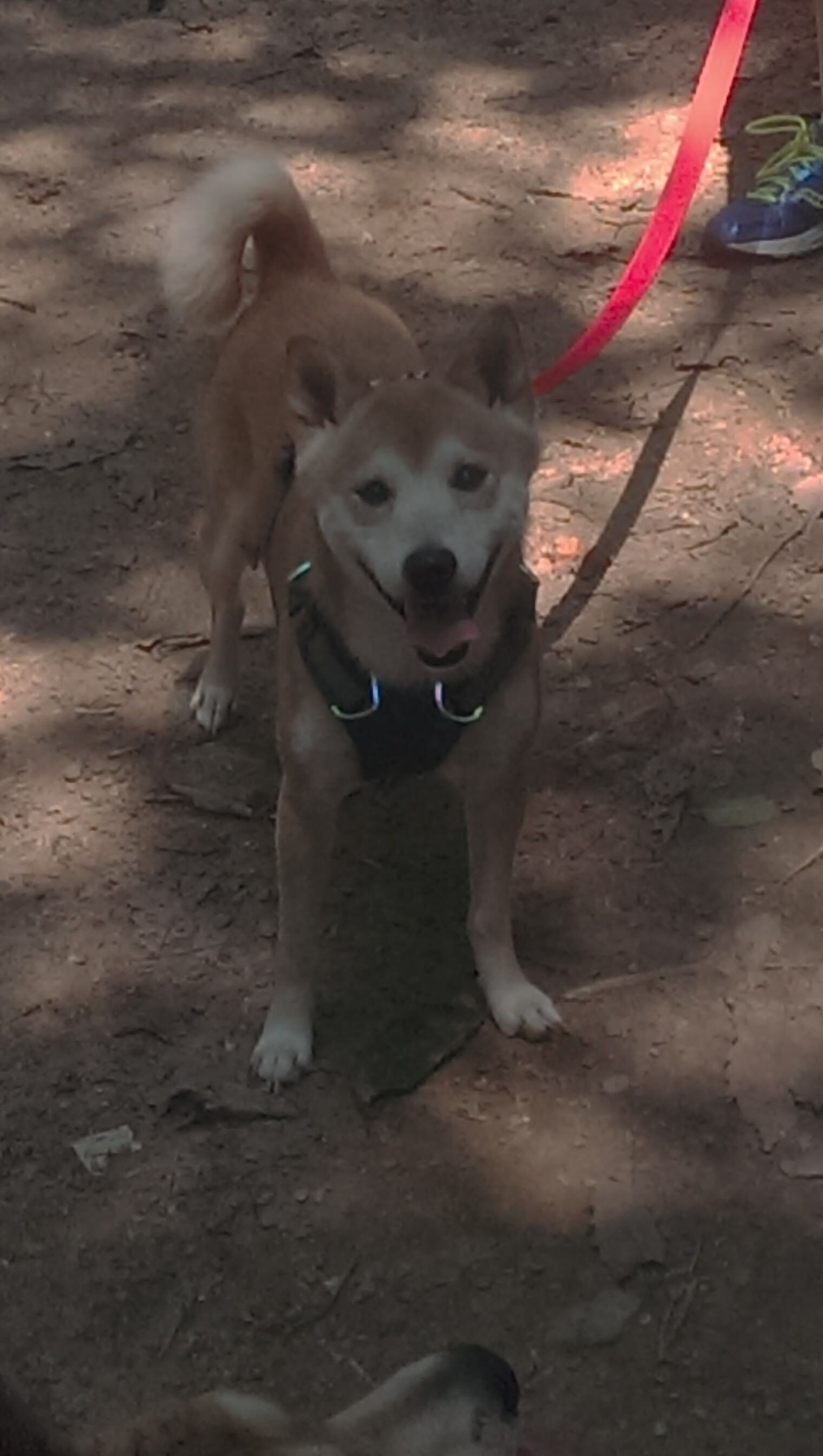意甲:年轻潜力股频繁转会,未来可持续发展,意甲最年轻球队