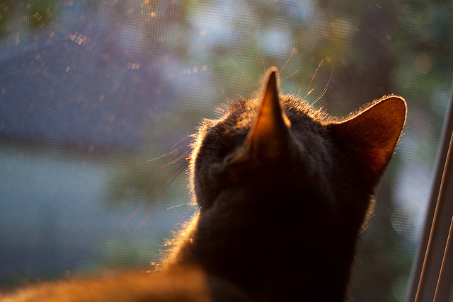 爱游戏登录入口-_青少年电竞与体育融合大赛：未来运动新趋势_，青少年科技体育电子竞技大赛