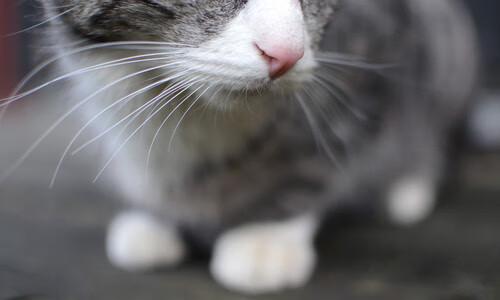 爱游戏娱乐网址-_顶级选手亮相：本年度最期待的冠军争霸战_，顶级比赛